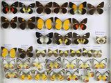 de nombreux types de papillons différents présentés dans une vitrine