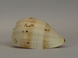 an image of a seashell on a white background