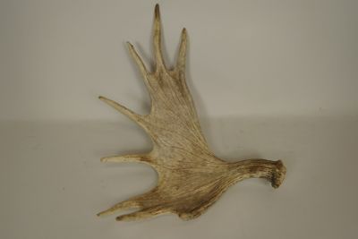 a deer antelope that is laying on the table