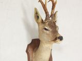 une tête de cerf fixée au mur d'une pièce