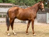 un cheval brun se tenant dans un enclos clôturé
