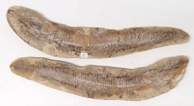 deux bananes posées sur une surface blanche