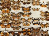 many different types of butterflies on display in a glass case