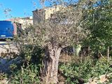 a tree that is growing in the middle of a garden