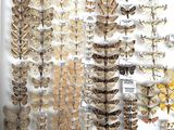 many different types of moths displayed in a display case
