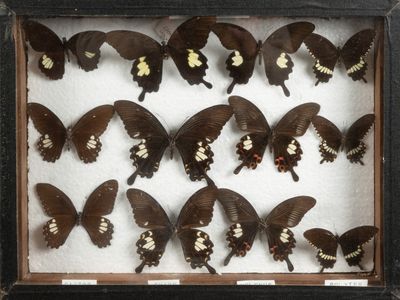 de nombreux papillons exposés dans une boîte-cadre