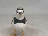 a small white and black bird with a black and white stripe on it