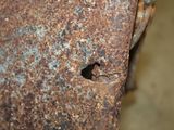 a small insect that is sitting on a rusted piece of metal