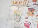 a picture of a bunch of medical diagrams on the floor