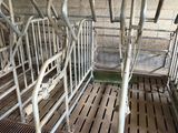several cows are lined up in their pens in a barn