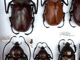 several beetles are displayed in a display case on a white surface