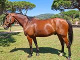 un cheval debout dans l'herbe, avec des arbres en arrière-plan