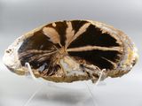 an image of a slice of agate on a clear stand
