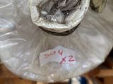 a bag of fish that is wrapped in plastic