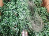 a christmas tree that is in a box with a needle