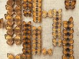 a lot of butterflies that are hanging on the wall