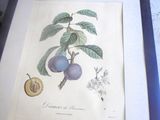 une photo d'un prunier chargé de fruits