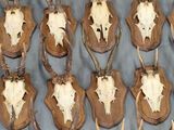 de nombreuses têtes de cerfs empaillées accrochées au mur
