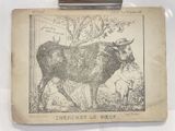 une photo d'une vache exposée dans une vitrine