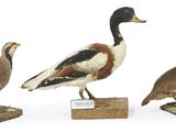 trois oiseaux posés sur un bloc de bois