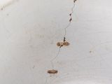a close up of a white bowl with a crack in it