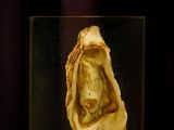 a shell with a face inside of it in a glass case