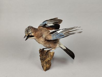 un oiseau perché sur un morceau de bois