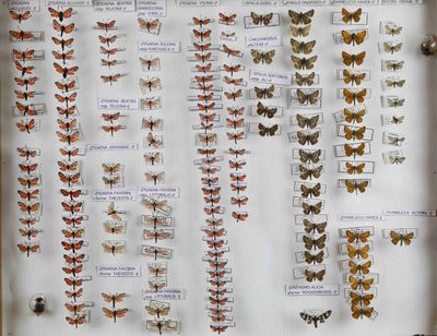 de nombreux types de papillons différents présentés dans une vitrine