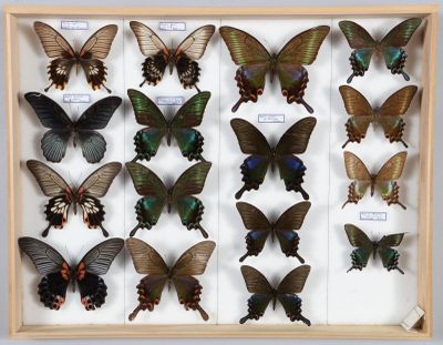 de nombreux papillons disposés dans un cadre en bois
