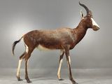 une antilope empaillée qui se tient debout dans une pièce