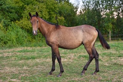 a horse that is standing in the grass in the field