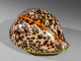 une coque à imprimé animalier posée sur une surface blanche