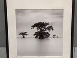 photographie en noir et blanc d'un arbre solitaire au milieu d'un plan d'eau