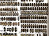 a lot of beetles that are on display in a white box
