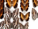 many different types of butterflies displayed in a glass case