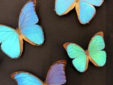 four blue and orange butterflies in a black frame on a black surface