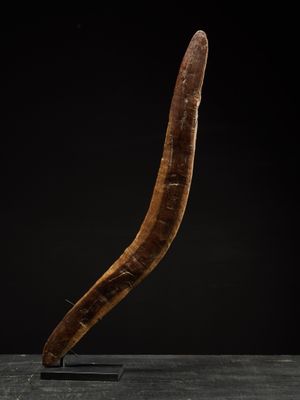 an elephant horn on a stand against a black background