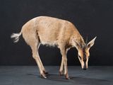 a deer that is standing on a black surface