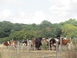many cows that are standing in a field behind a fence