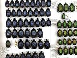 a lot of beetles that are on display in a white box