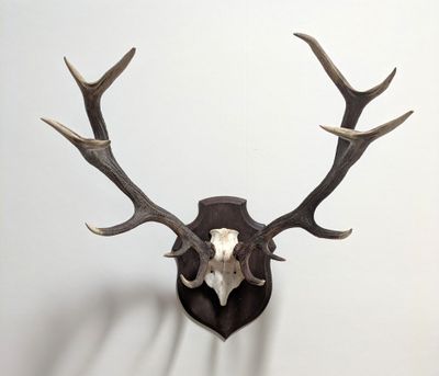 un crâne de cerf accroché au mur, avec ses bois