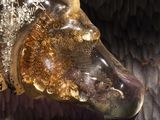 a close up of a glass sculpture of a horse ' s head