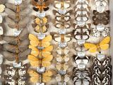 many different types of moths displayed on the wall