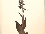 une photo d'un oiseau perché sur une plante
