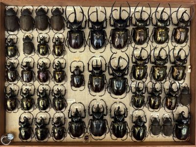 a lot of beetles that are on display in a wooden frame