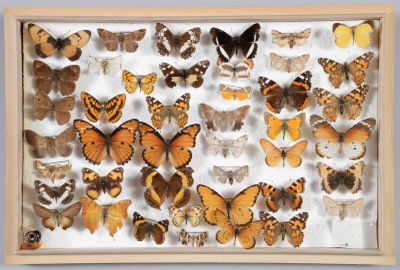 de nombreux types de papillons différents présentés dans une boîte d'ombrage