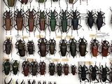 a lot of beetles that are on display in a box