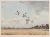 tableau représentant une volée d'oiseaux survolant un champ de blé