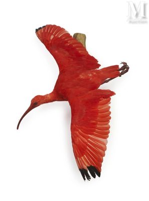 a red bird that is flying in the sky