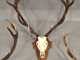 a deer skull with antlers mounted on the wall